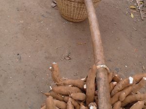 MANIOC